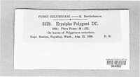 Erysiphe polygoni image